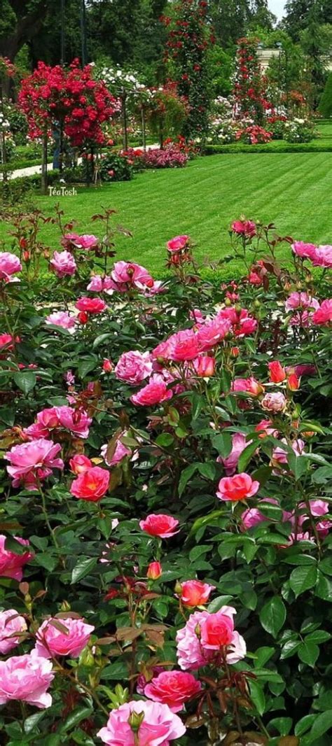 Téa Tosh English Rose Garden Rose Garden Design Beautiful Flowers