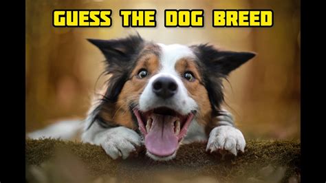 Guess The Dog Breeds International Dog Day Youtube