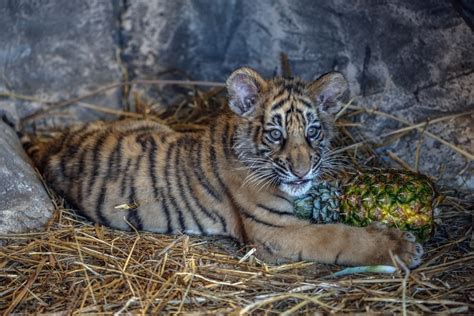 Istanbuls First Bengal Tiger Cubs Welcome Visitors Daily Sabah