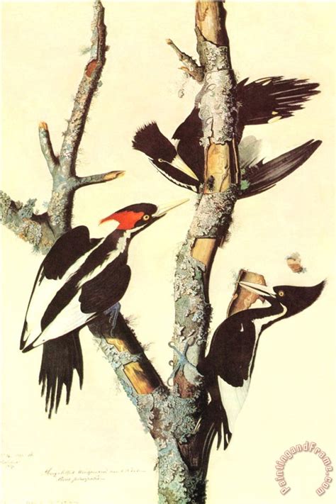 John James Audubon Ivory Billed Woodpecker Painting Ivory Billed