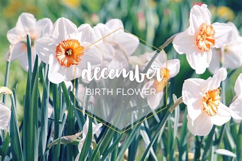 December Birth Flower Narcissus