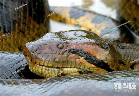 Green Anaconda Close Up Of Head Eunectes Murinus Stock Photo