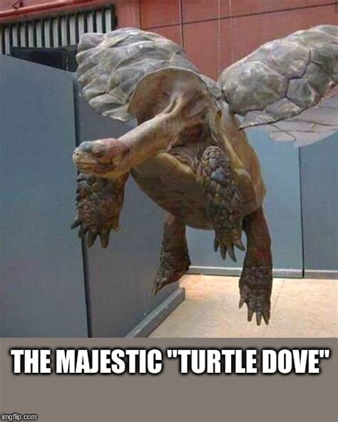 Turtle Dove Imgflip