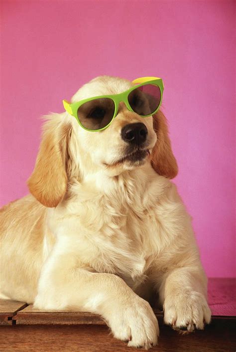 Puppies Wearing Sunglasses Anna Blog