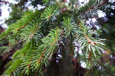 Spruce With Sharp Needles Stock Photo Image Of Evergreen 103813550