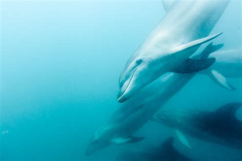 Dolphin And Seal Swim Snorkelling Boat Tour From Sorrento Near Melbourne