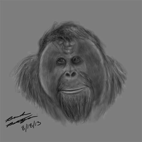 Old Orangutan Sketch By Mechformer93 On Deviantart