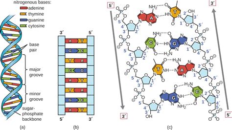 A Analise De Um Segmento De Dna Com 1500 Pares