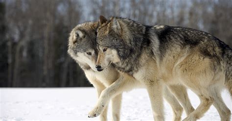 War phoenix arrow fire 4k live wallpaper. two wolves playing 4k ultra hd wallpaper » High quality walls
