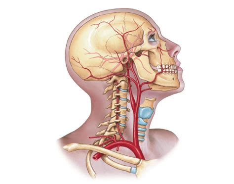 They are the carotid arteries there are two main screening tests for blocked carotid arteries: Arteries of Head & Neck