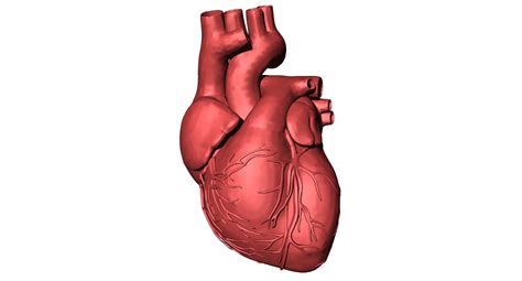 Partes Del Sistema Cardiovascular