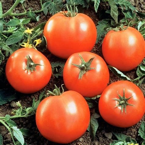 Tomato Beefsteak Organic Seeds Growing Life Organic
