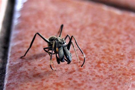 Bangkok Post The Amazing Spider Ant