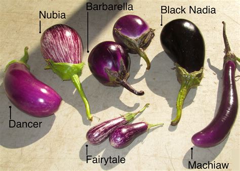 This is not an italian word. Eggplant: A Fairy Tale on your Fork - Land's Sake