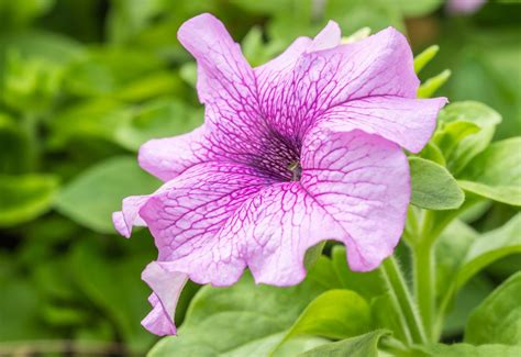 Here are all the purple flower names for reference. Purple Flower Names - Enlisted With a Beautiful Photo ...