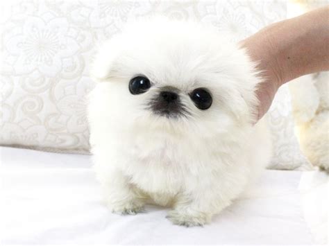 Dreamy puppy teacup pekingese boy. Micro teacup peke available. So tiny and cute, beautiful thick coat, fabulous short face and ...