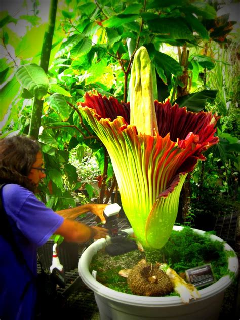Blakemore's flowers in harrisonburg, va provides flower delivery service to the following areas and zip codes in virginia: Top 10 Scary Flowers That Will Make You Sleep No More ...