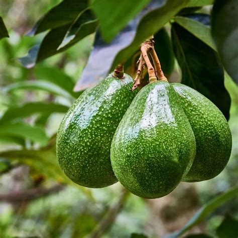 How To Grow Avocado At Home 3 Simple Methods To Try