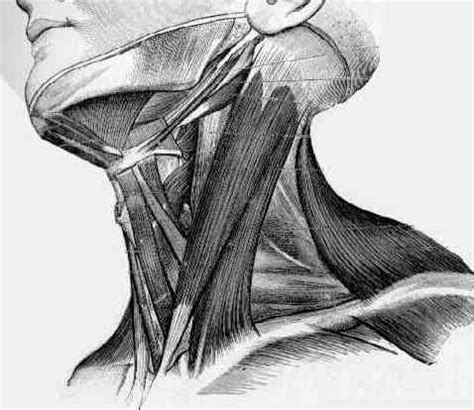Neck, in land vertebrates, the portion of the body joining the head to the shoulders and chest. Human Anatomy Neck 032212» Vector Clip Art - Free Clip Art ...