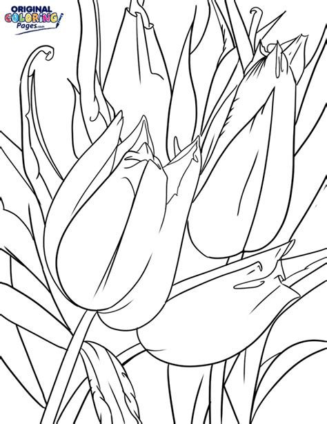 tulip flowers coloring page coloring pages original coloring pages