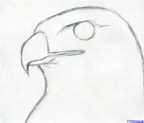 How To Draw Hawk Step By Step At Drawing Tutorials