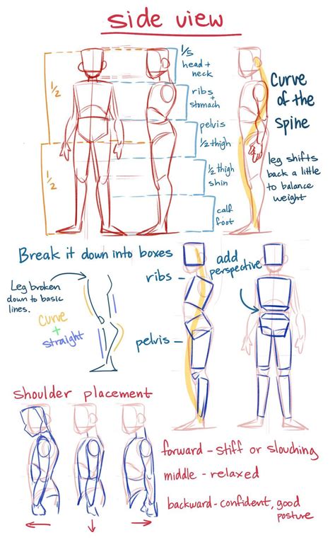 art tips refs techniques on twitter side view anatomy tips by theredlinestation on tumblr