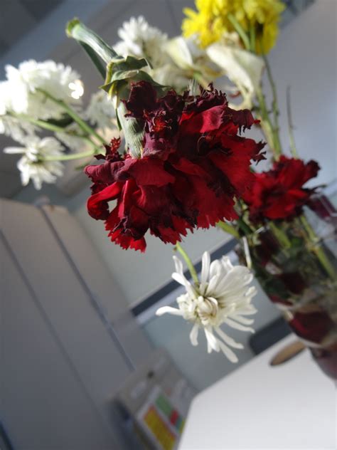 Check spelling or type a new query. dead flowers | Dead flower, Nature forms, Flowers