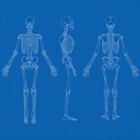 Human Skeleton Blueprint Vector 640178 Vector Art At Vecteezy