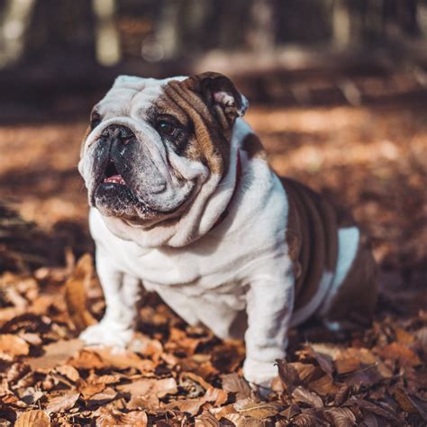 39 How To Train English Bulldog Puppies Image Bleumoonproductions