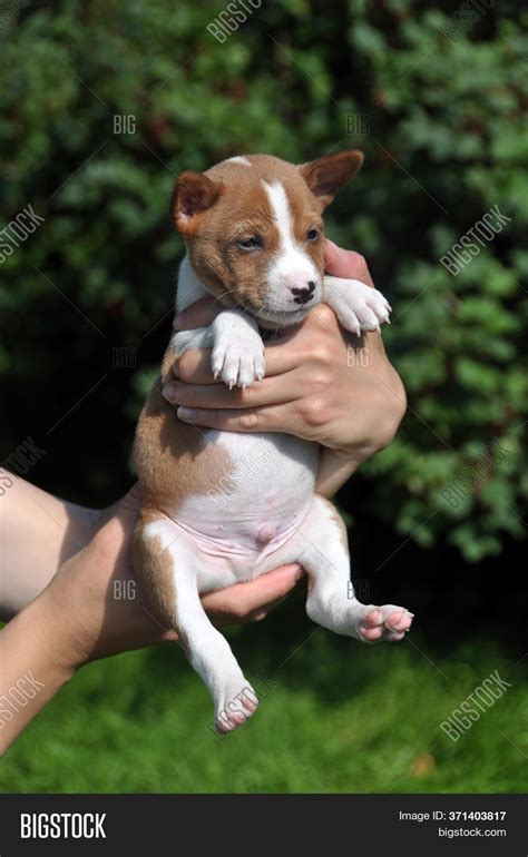 Red Basenji Puppy Dog Image And Photo Free Trial Bigstock