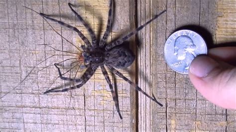 Largest Spider In Ohio ~ Wolf Spider