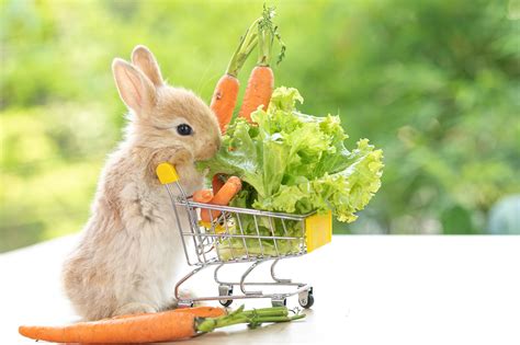 The Best Types Of Food For Your Rabbit In 2023