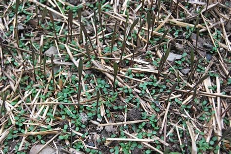 Seeds need to be moist to germinate. cover crops: feeding the soil that feeds me - A Way To Garden