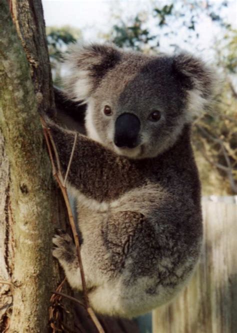 Koalas Koala Koalas Tiernos Animales Australianos