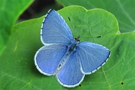 A Blue Butterfly Sitting On Top Of A Green Leaf