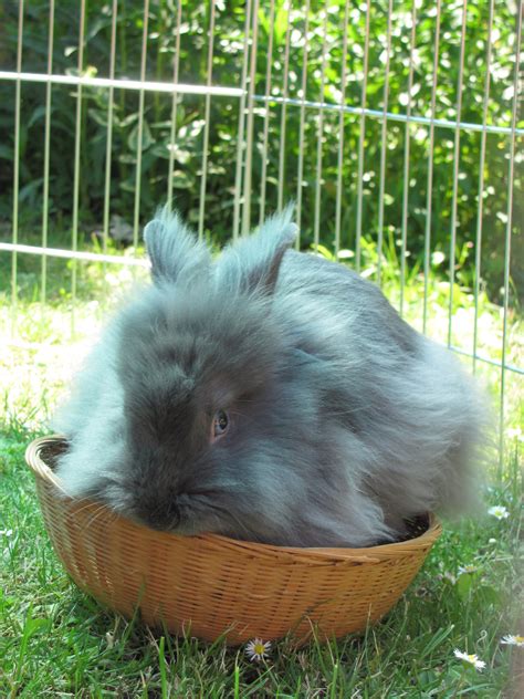 mein kaninchen im Nest.... - Favoriten