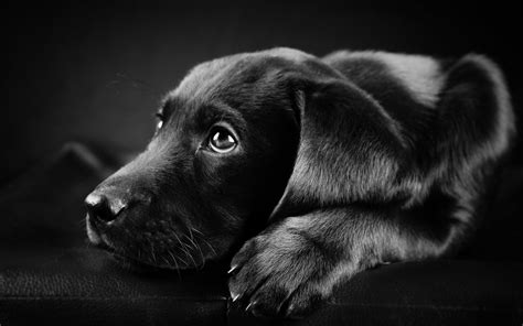 Cute Black Lab Puppies Wallpapers On Wallpaperdog