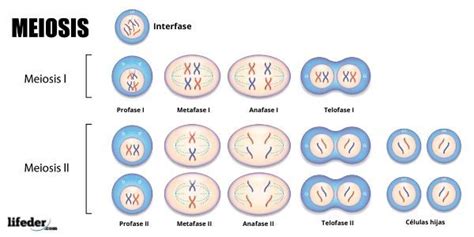 Meiosis Función Fases Y Sus Características In 2020 Meiosis Cell