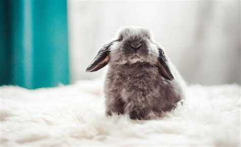 Rabbit Bunny Ear Fluffy Hd Wallpaper Peakpx