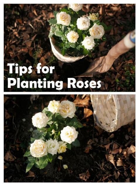 Tips That You Should Know When You Are Planting Roses 101 Gardening