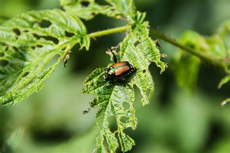 How To Make Japanese Beetle Spray A Simple Recipe To Protect Plants