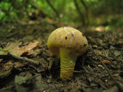 Mushroom In North Georgia Forest Nick Gray Flickr