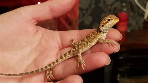 Baby Bearded Dragons Worksop Nottinghamshire Pets4homes