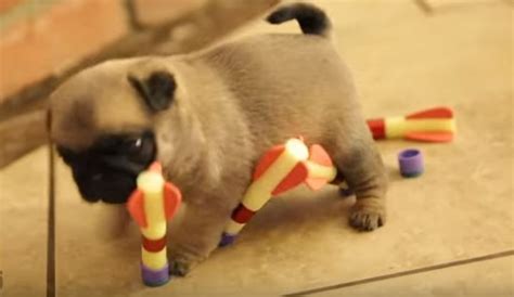 Video Watch This Adorable Pug Puppies Attempt To Play With Darts