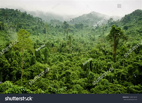 vietnamese-jungle-ha-tinh-province-vietnam-stock-photo-edit-now