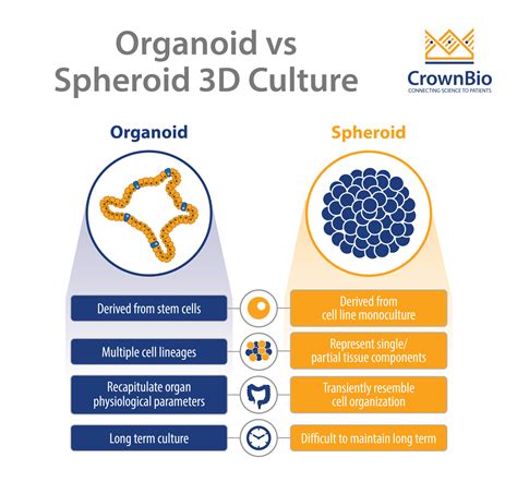 How Are Organoids Different From Spheroids