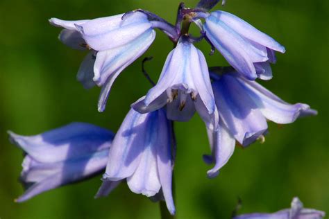 Growing Spanish Bluebells A Late Blooming Spring Bulb