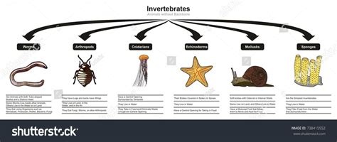 Invertebrates Animals Classification And Characteristics Infographic