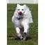 American Eskimo Dog  Breed Information Health Appearance