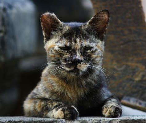 Tortoiseshell With Rounded Ear Tips Think This Might Be